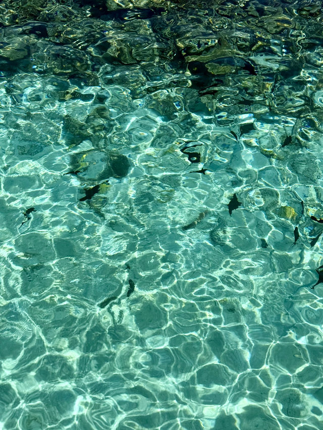 Snorkeling Paradise at W Maldives – Sea Turtles, Reef Fish & Direct Ocean Access 