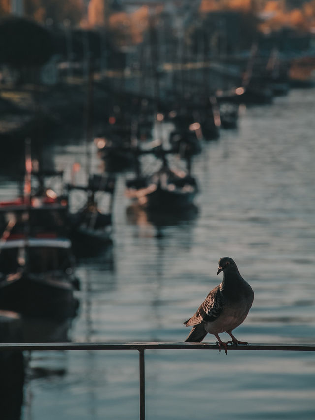 Porto’s Postcard Perfect Pair – Cais da Ribeira & Luís I Bridge
