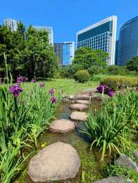東京 | 浜離宮恩賜庭園，遠眺東京灣賞花
