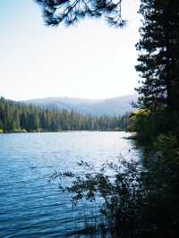 🌲 Step into the Land of Giants — A Must-Visit This Summer