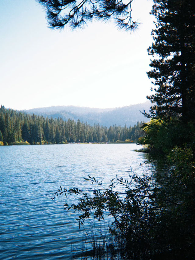 🌲 Step into the Land of Giants — A Must-Visit This Summer