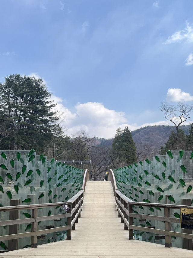 🌿 Nami Island ~ Where Nature Feels Like a Poem 🍂