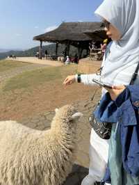 อาข่า ฟาร์มวิลล์ Akha Farm Ville 