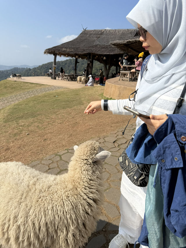 อาข่า ฟาร์มวิลล์ Akha Farm Ville 