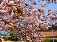 🏛️ Time Travel in Hakodate: Old Public Hall & Motomachi Park Stroll