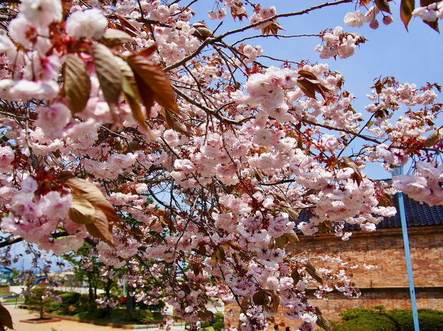 🏛️ Time Travel in Hakodate: Old Public Hall & Motomachi Park Stroll