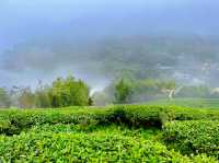 雲嘉連峰縱走巡禮～看茶園賞雲海及鐵道