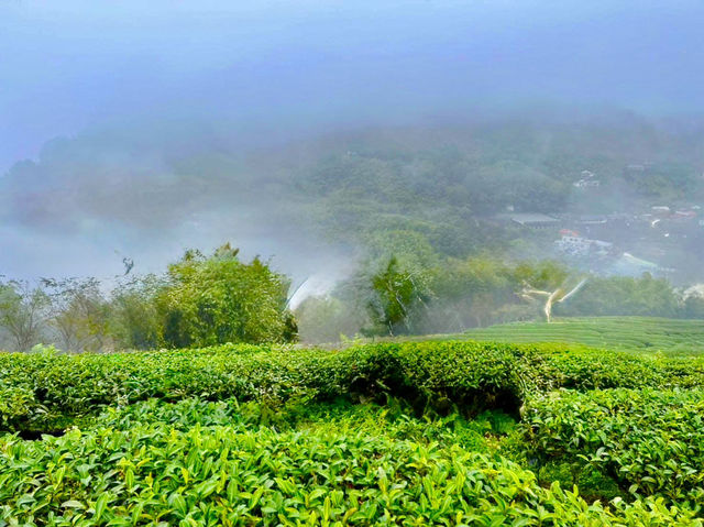 雲嘉連峰縱走巡禮～看茶園賞雲海及鐵道