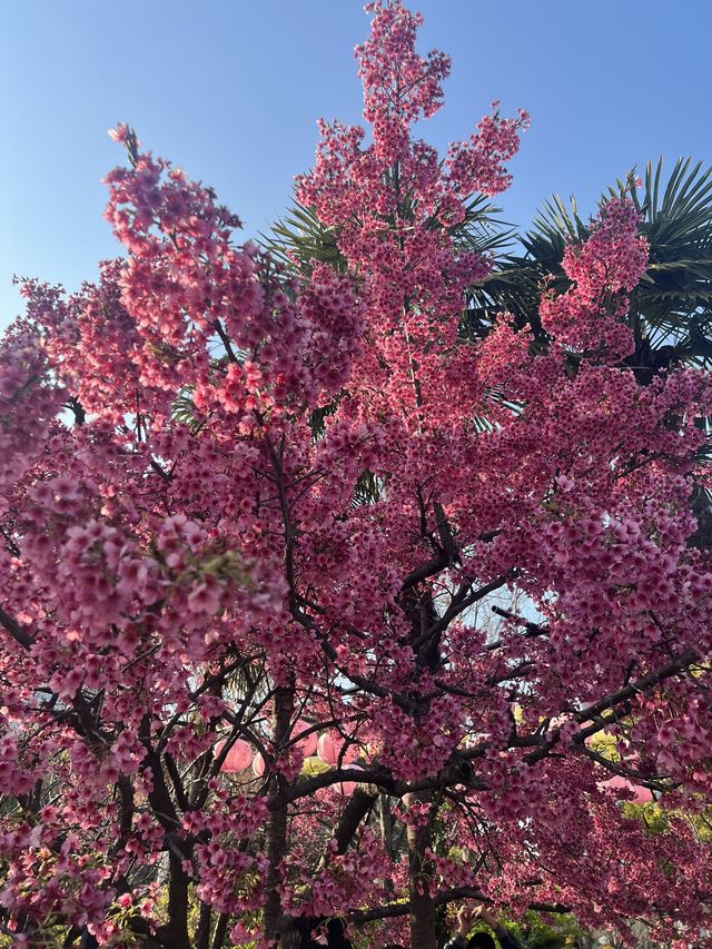 🌸 Spring at Daning Tulip Park