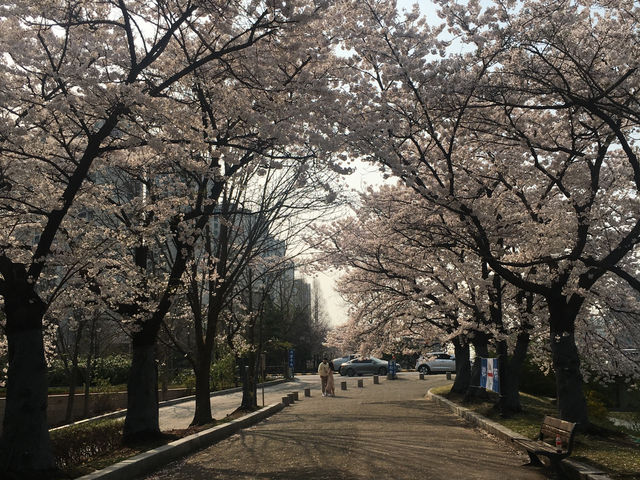 벚꽃 핀 올림픽 공원과 가는길