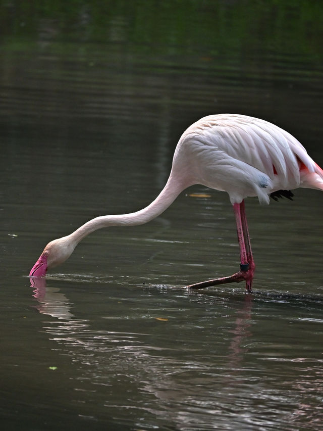 KL Wild Side: Leap Into Zoo Negara’s Jungle Adventure 
