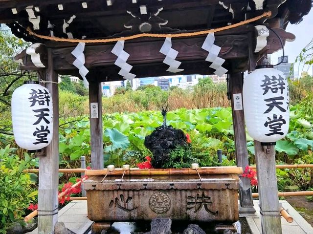 Peaceful Strolls at Ueno Park – A Calm Corner in Tokyo