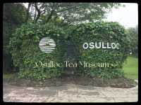 Green Tea Bliss at Ossuloc Tea Museum, Jeju