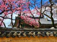 Changgyeonggung Palace Gardens: A Peaceful Green Escape in Seoul