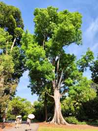 Botanic Garden in Singapore