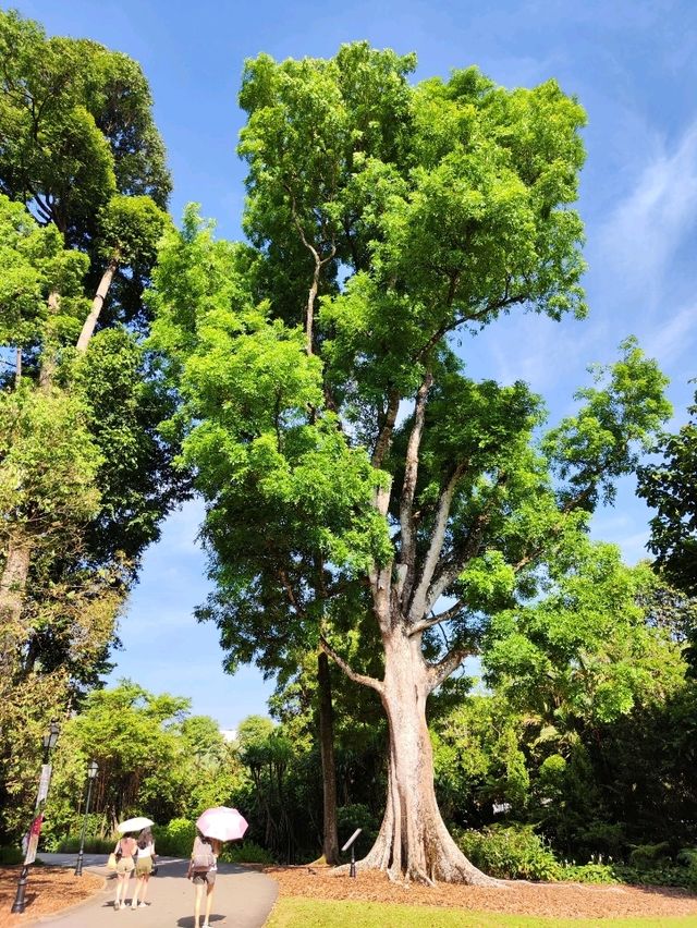 Botanic Garden in Singapore