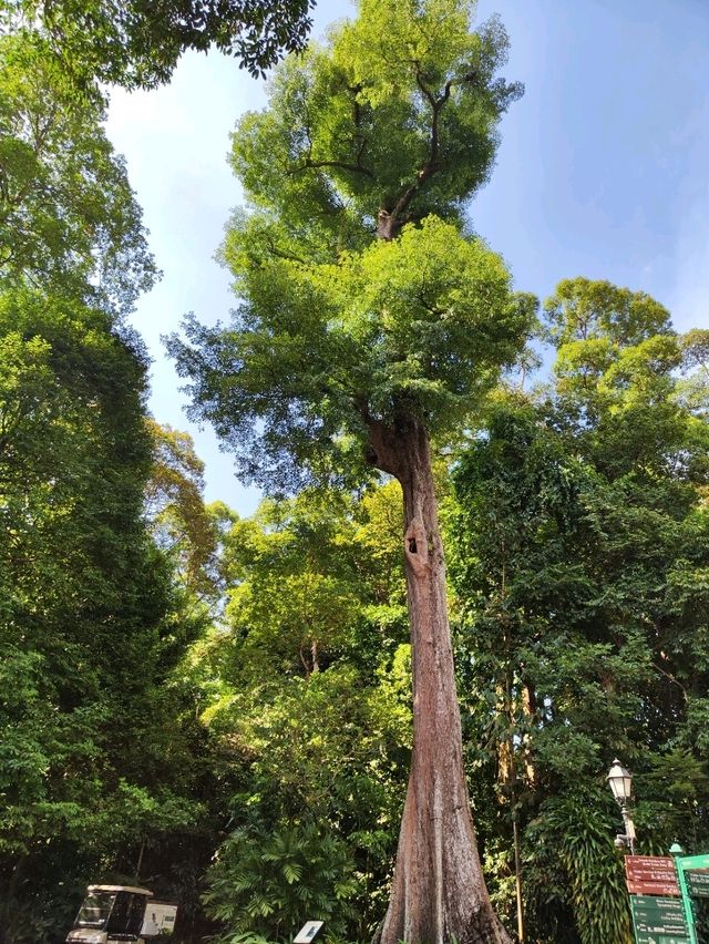 Botanic Garden in Singapore