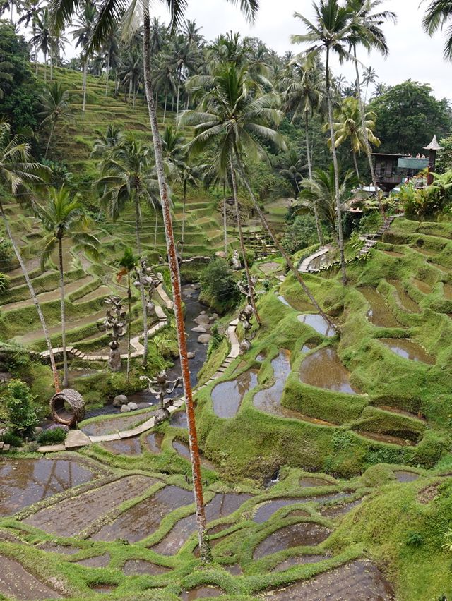 Affordable Bali Trip: 5 Days, Private Supir & Stunning Views