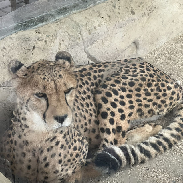 Shanghai Wild Animal Park