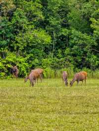 วิ่งสูดอากาศบริสุทธิ์แบบ 360 องศา ที่เขาใหญ่