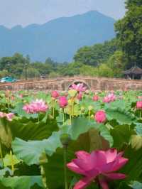 Gushan Park Lotus – Hangzhou’s Summer Watercolor Painting