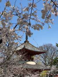 🎐 Step Back in Time: Kawagoe Day Trip Under RM100!