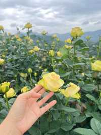 สวนกุหลาบสุดโรแมนติก ชิดขอบฟ้า~ เชียงใหม่