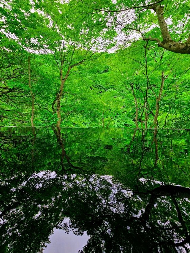 色の魔法に包まれて──光と水が奏でる、嵐山の異空間🎨✨