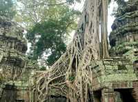 Whispers of the Jungle: The Magic of Ta Prohm Temple