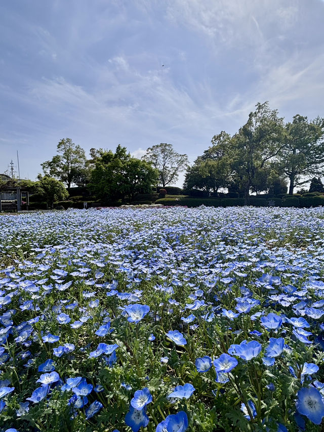 【鹿児島】 寺山いこいの広場 【鹿児島】 寺山いこいの広場