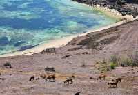 Bukit Merese – Lombok’s Hill with a Million-Dollar View!