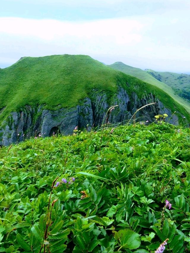夏の礼文島で花と海と緑の絶景トレッキング 夏の礼文島で花と海と緑の絶景トレッキング