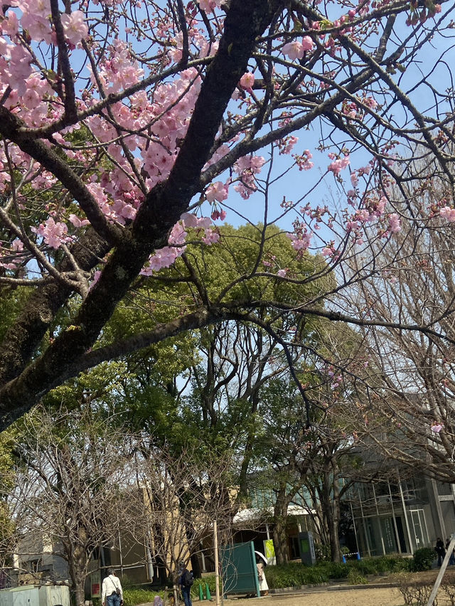 🇯🇵 โตเกียวแบบฮาๆ ของคนที่มาก่อนซากุระบานเต็มต้น