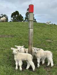 Nature’s Canvas: Exploring New Zealand’s Living Landscapes 