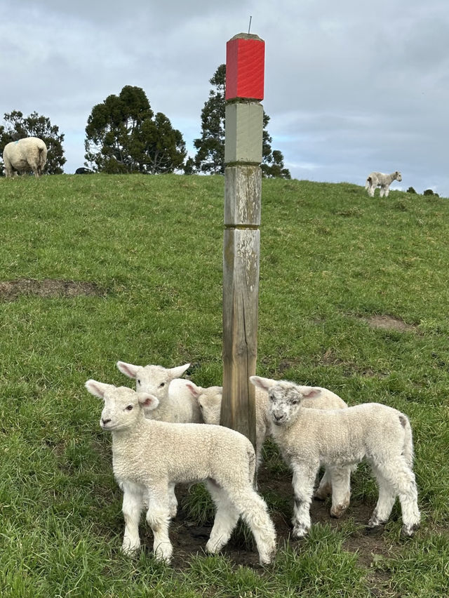 Nature’s Canvas: Exploring New Zealand’s Living Landscapes 