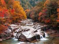 🌲 Akasawa Natural Recreational Forest – One of Japan’s Most Beautiful Forests 🌲