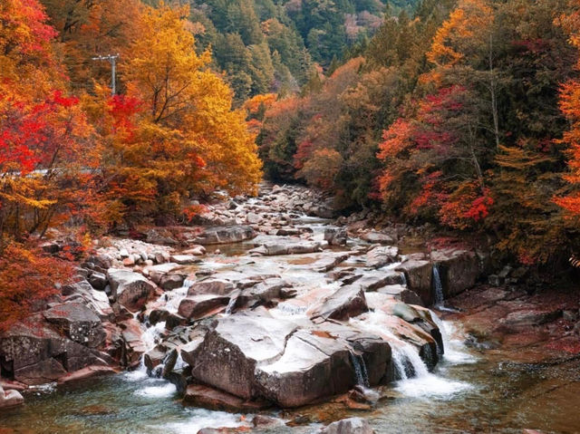 🌲 Akasawa Natural Recreational Forest – One of Japan’s Most Beautiful Forests 🌲