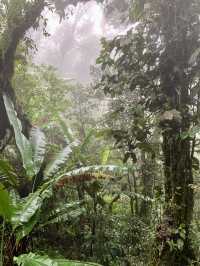 Tea, Mist, and Magic: A Perfect Morning in Cameron Highlands