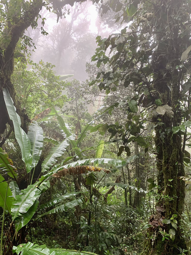 Tea, Mist, and Magic: A Perfect Morning in Cameron Highlands