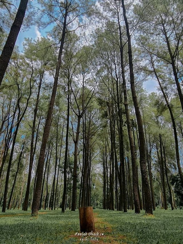 ธรรมชาติโอบกอดที่สวนสนแม่แตง🌲
