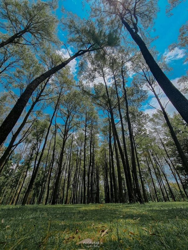 ธรรมชาติโอบกอดที่สวนสนแม่แตง🌲