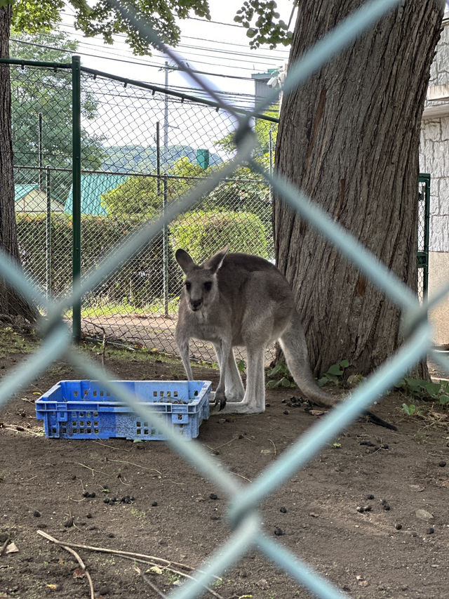 ✨Maruyama Zoo สวนสัตว์ที่เดินทางง่ายใน Sapporo✨