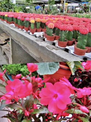 🌿 Cameron Highlands – A Cool Escape to Nature’s Garden ✨