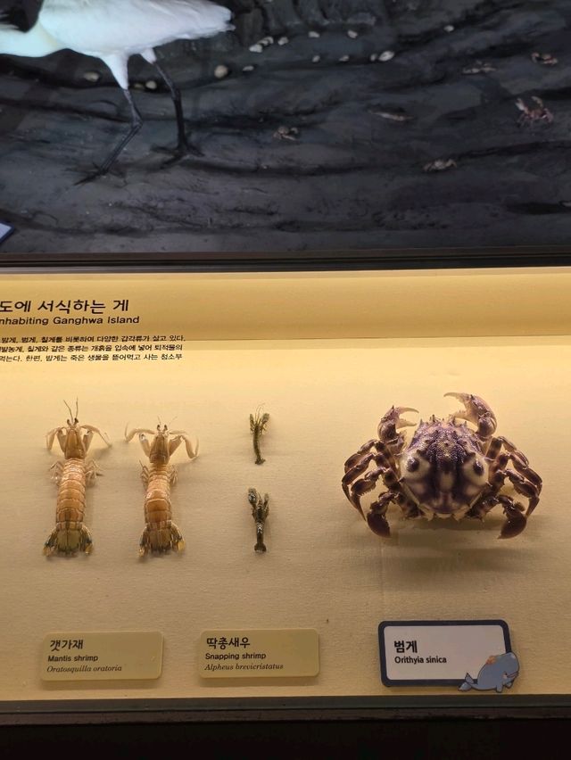민물과 갯벌의 생명력을 느끼는 생물전시