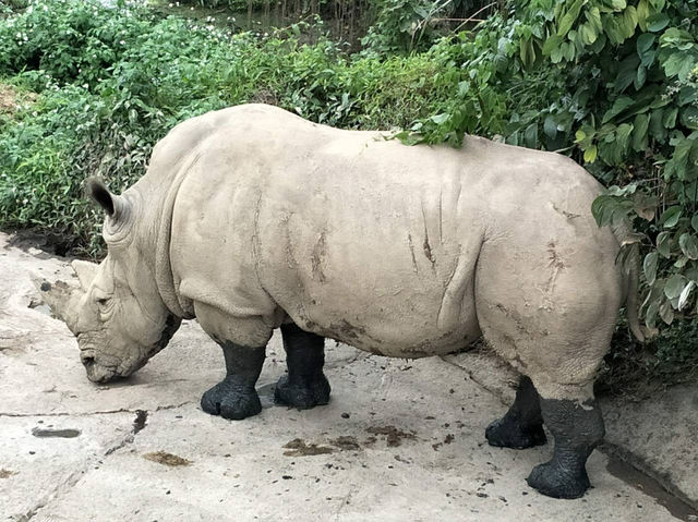 寓教於樂的親子天堂#臺北市立動物園-臺北市文山區