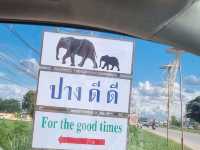 ปางช้างใกล้เมืองที่สุดในเชียงใหม่!
