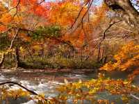 青森小眾秘境！奧入瀨溪流14公裡絕美徒步攻略🚶‍♀