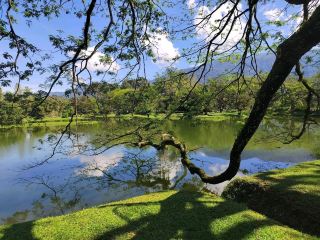 Taiping was calling, so I answered with a sun-soaked stroll at the legendary Taiping Lake Gardens 🌳☀️ This spot is all about lush vibes—picture endless greenery, peaceful waters, and a chill atmosphere away from the crowds. If you crave serene outdoor moments, it’s pure gold.

Must-See Place:  
Taiping Lake Gardens (Jalan Pekeliling, Taman Tasik Taiping, 34000 Taiping, Perak, Malaysia)  
Open daily from 8:00am to 10:00pm, making it perfect for sunrise walks or sunset views.

What’s the vibe?  
During my visit, the gardens felt practically untouched—no tourists, no noisy families, just me, the grass, giant trees, and sunlight bouncing off the lake. When you want somewhere truly peaceful, this spot delivers. Look out for dreamy reflections in the water, and bring a camera for nature close-ups. Honestly, it’s a rare escape if you’re tired of busy city parks!

Top hacks:  
– Come early or stay late for quiet hours (it opens 8am-10pm).  
– Pack your own snacks/picnic; there aren’t many food stalls inside.  
– It’s all walking, so wear comfy shoes and consider renting a bike for a breezy scenic loop.

Getting around:  
Taiping is super walkable if you’re near the gardens, and Grab rides are easy for getting to/from your hotel.  

Food tip:  
Check out the hawker stalls outside the gardens for local laksa and iced drinks!

Pro tips:  
No entrance fee, and you’ll rarely face a crowd on weekdays. Sunscreen is a must if it’s sunny.

#TaipingTrip #NatureEscape #MalaysiaTravel #LakeGardens #Tripdotcom