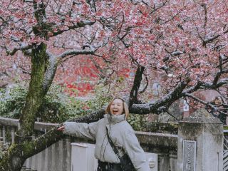 「熱海」櫻花提前綻放的地點