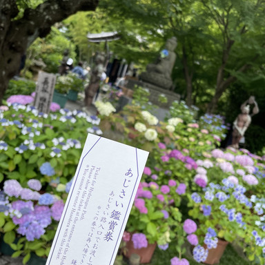 紫陽花に包まれる、鎌倉・長谷寺の特別な時間 | Trip.com 鎌倉